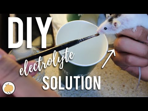 DIY Small Pet Electrolytes | Small Pet Vet Care/Medicine