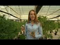 BBC News Medical Cannabis without the High