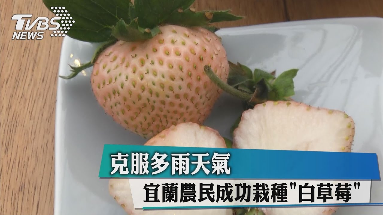 克服多雨天氣 宜蘭農民成功栽種「白草莓」