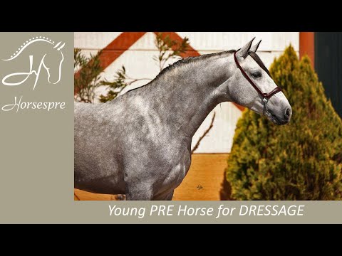 Top QUALITY Young PRE Horse for Dressage