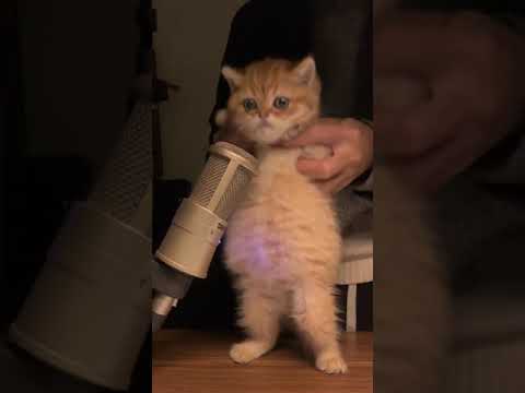 #catsshorts #cats #cute