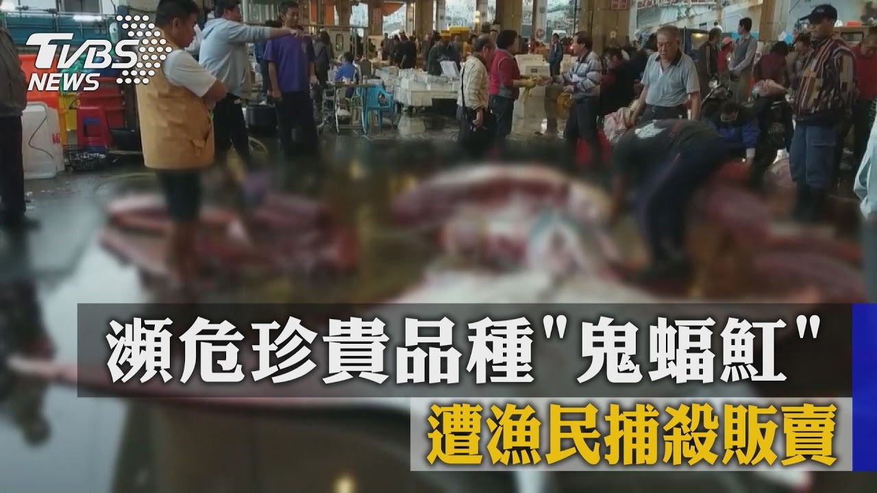 瀕危珍貴品種「鬼蝠魟」 遭漁民捕殺販賣