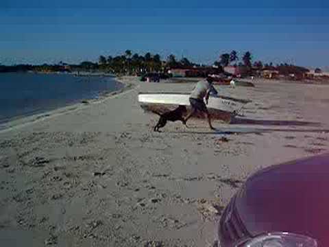 Sheeba in Aruba on the beach