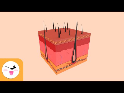 El sentido del tacto - Los sentidos para niños