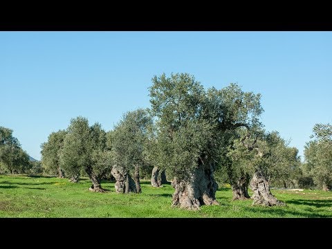 download lagu mp3 mp4 Puglia Olives To Buy, download lagu Puglia Olives To Buy gratis, unduh video klip Puglia Olives To Buy