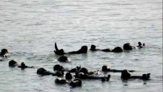 preview picture of video 'Huge Sea Otter raft in Moss Landing, CA'