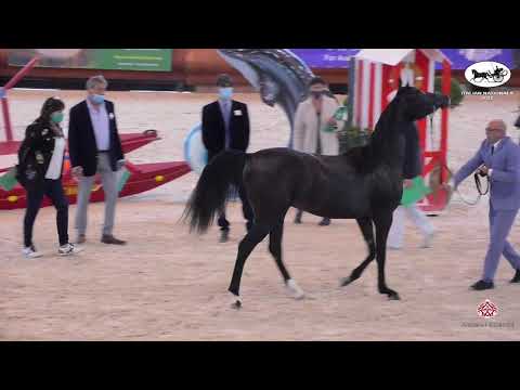 N 44 JADOOR   Italian Nationals 2021   Yearling Colts Class 4B