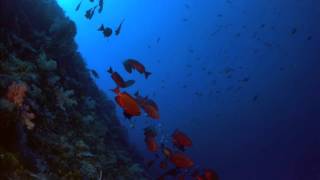 Angels of Babylon - The Remnant