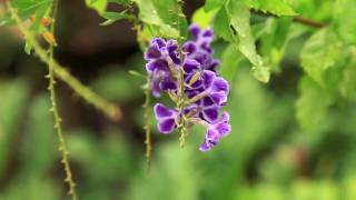 庭院中的水珠 Waterdrops in Roof Yard