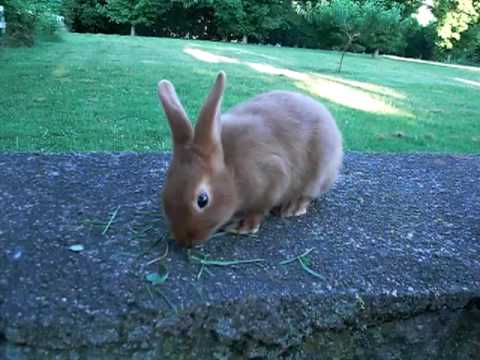 Blaze - 7 Week Old Thrianta Rabbit