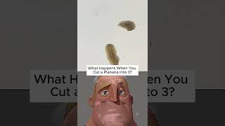This Creature Can Regrow From 3 Pieces!