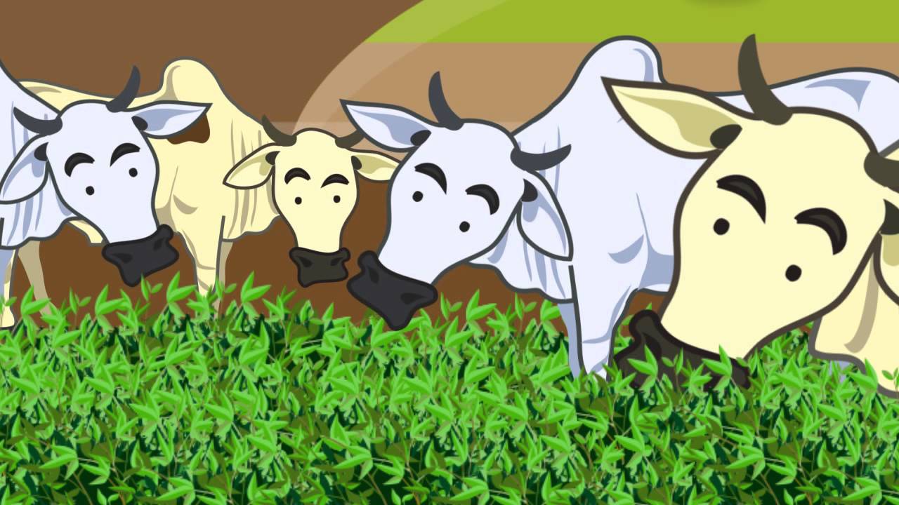 Guandu BRS Mandarim para recuperação de pastagens degradadas