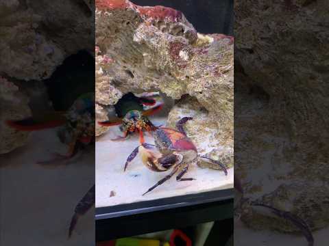 Peacock Mantis Shrimp Takes with a Powerful Punch Nature's Weapon😰🔫
