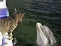 Кот друг дельфина. 