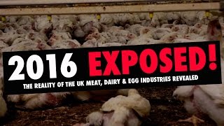 2016 Exposed - The Reality Of The UK Meat, Dairy & Egg Industries Revealed #earthlings #vegan