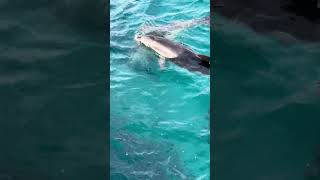 Dolphins - sea breeze #adventuretravel #hobart #dolphins #cruise