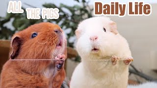 Daily Guinea Pig Routine