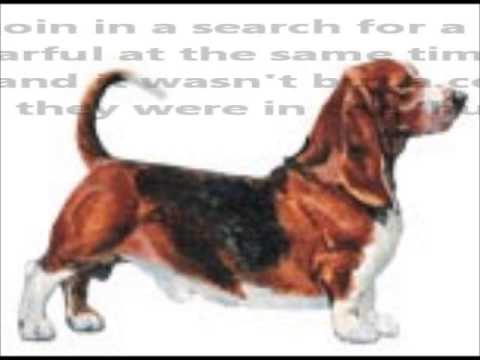 Basset Hound