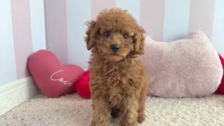 トイプードルの動画01