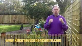 How to plant laurel hedge | Killarney Garden Centre