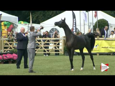 N.220 PISTORIUS - Bruges 2016 - Geldings (Class 111)
