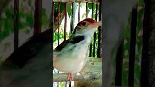 Download lagu Masteran prenjak lumut gacor#shortvideo mp3