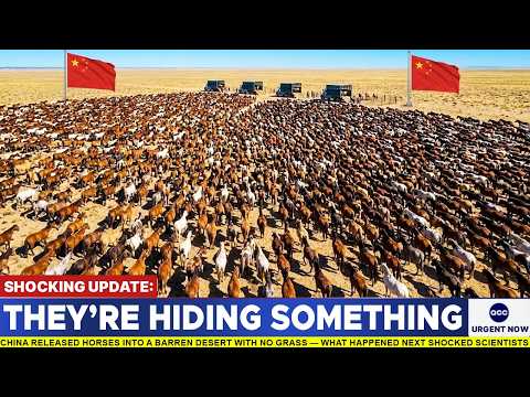 China Released Horses Into a Barren Desert With No Grass — What Happened Next Shocked Scientists