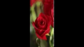 Just A Rose Will Do