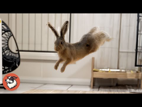 This Rescue Hare Finds a Forever Home and Discovers Happiness Again