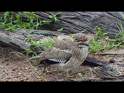 Djuma: Water Thick-knees - 12:03 - 04/02/19