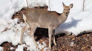 雪の大地で生き物を探す【支笏湖 - 休暇村付近 / lake shikotsu 2024 / Vlog】