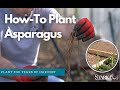 Video preview for Step-by-Step Guide: How to Plant Asparagus