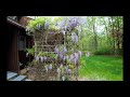 How to make Wisteria Bloom (not clickbait)