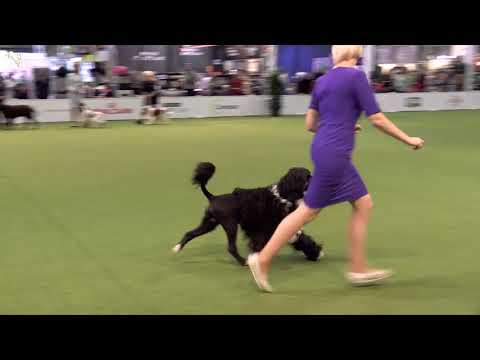 VDH Bundessieger- & Herbstsieger Austellung 2019 // Tag 1 // FCI Gruppe 8