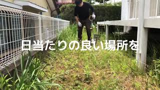 狭い庭に畑を作ってみる（１）　#家庭菜園　#庭　#畑