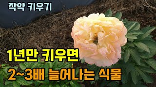 작약키우기 한번 심으면 매년2~3배 늘어나는 식물 크고 화려한 작약꽃이 이쁘게 피었고 작약도 많이 늘어나서 …