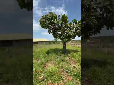 Terreno no Condominio Recanto das Araras - Bela Vista de Goiás