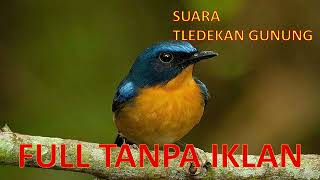 Download lagu Masteran Tledekan Gunung | Sikatan Gunung | Full Tanpa Iklan mp3 Download lagu Masteran Tledekan Gunung | Sikatan Gunung | Full Tanpa Iklan mp3
