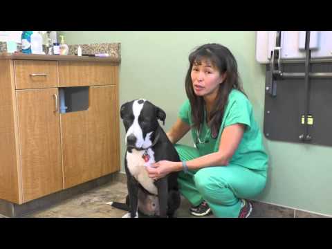 How to induce vomiting in your dog | Dr Justine Lee