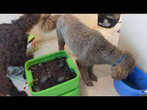 Hot Frog Living Composter Day 315 - Splitting Worms + New Tier NO Coconut Coir - Vermicomposting