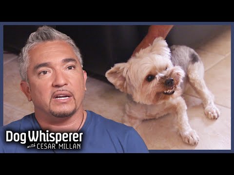 5 Tiny Dogs With Huge Problems | Dog Whisperer With Cesar Millan
