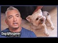 5 Tiny Dogs With Huge Problems Dog Whisperer With Cesar Millan
