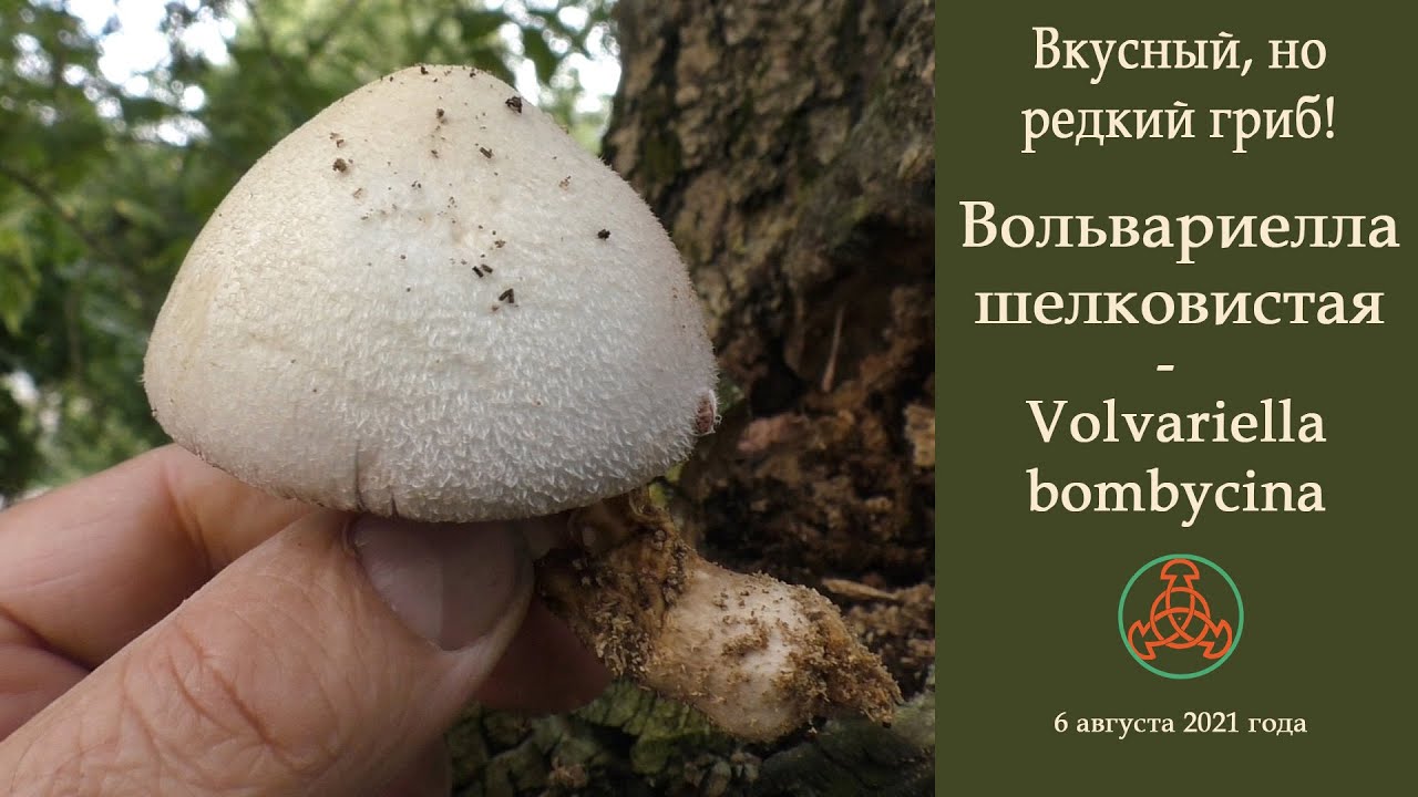 Вкусный, но редкий гриб! Вольвариелла шелковистая - Volvariella bombycina.