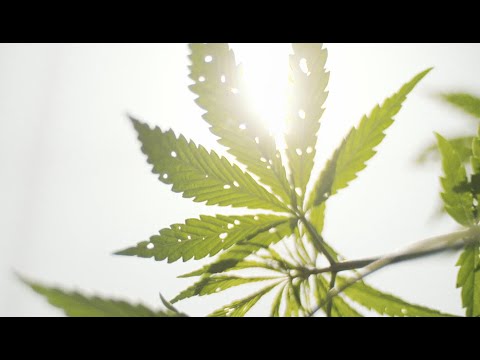 ABOUT HEMP FORTEX HEMP FABRIC