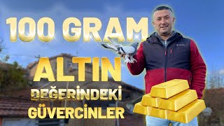 "Bu kuşlar için 100gr altın bozdurduk" - Murat Kubat Kümes Ziyareti