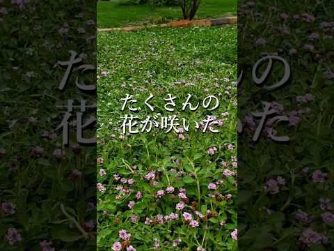 菜園や芝生に大きな白い虫が？それらを取り除き、植物を救う方法は次のとおりです。  庭園