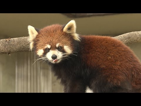 レッサーパンダ - 特徴、生息地、繁殖