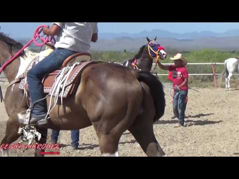 C  CABRONA  VS C  DELIRIO