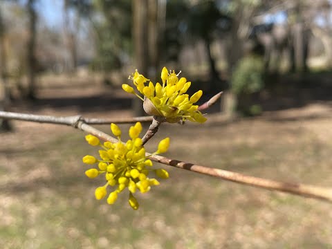 サンシュユの処理: 3 つのヒント 植物