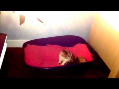 Eridania e Gaia - Video 1